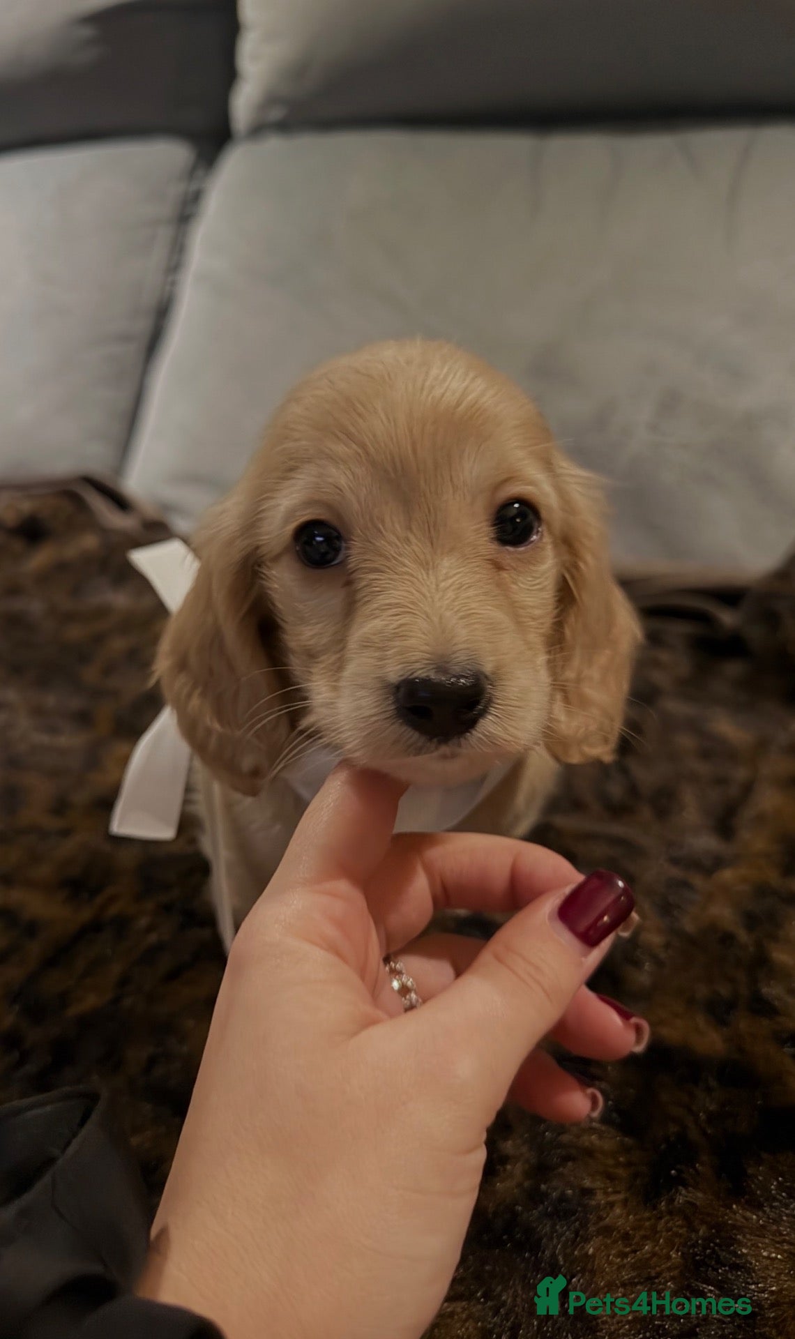 Miniature Dachshund dogs for sale: Beautiful Mini Cream Longhaired Dachshund🍦 - Advert 3