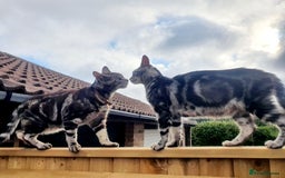 Maine Coon cats for sale: Maine coon x marble bengal unique kittens - Image 10