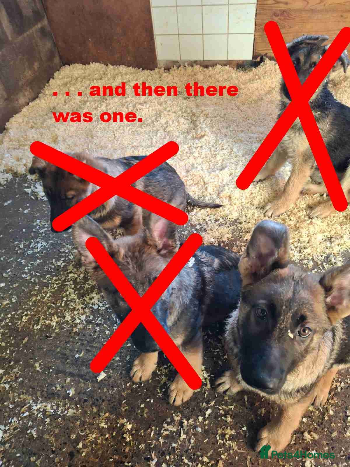 German Shepherd dogs German Shepherd Puppies in Belfast - Advert 1