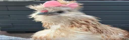 Chickens poultry for sale: 3 beautiful female silkies  - Advert 8
