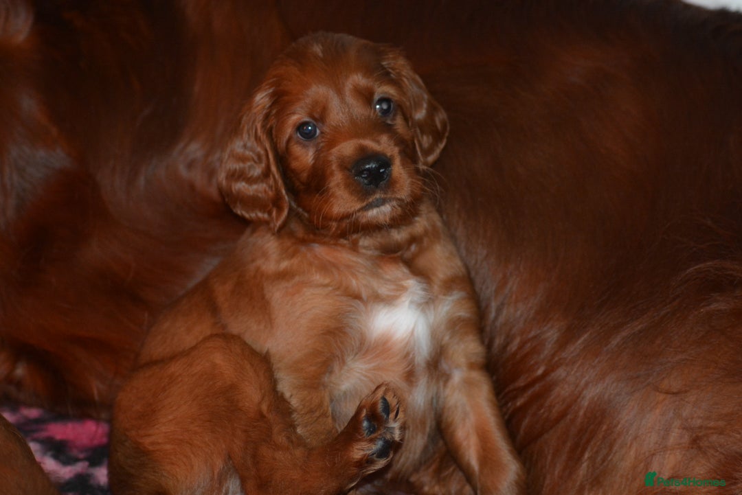 Irish Setter dogs for sale: Quality Irish setter puppies KC Registered - Advert 31