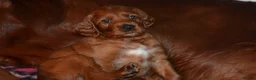 Irish Setter dogs for sale: Quality Irish setter puppies KC Registered - Advert 34