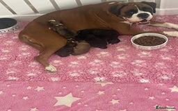 Boxer dogs for sale: Beautiful boxer puppies available  - Image 12