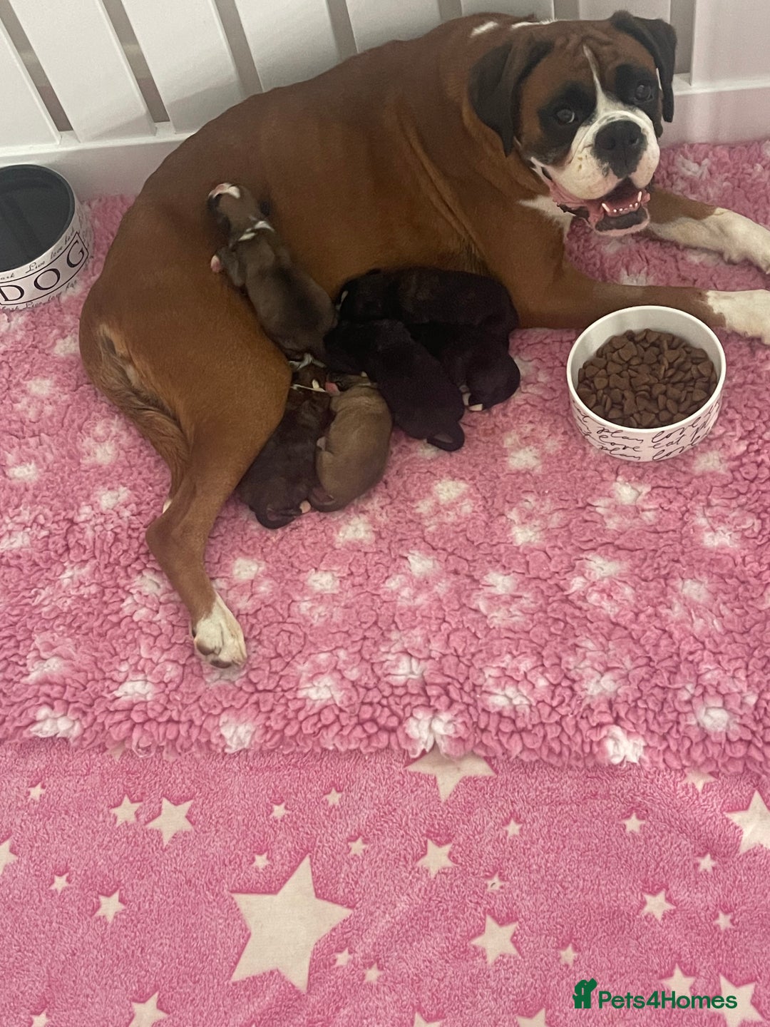 Boxer dogs for sale: Beautiful boxer puppies available  - Image 12