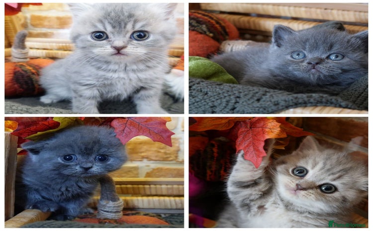 British Shorthair cats - Advert 12