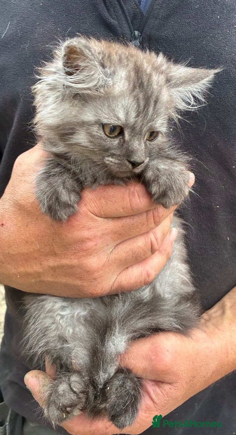 Maine Coon cats Stunning Maine coon x kitten  - Advert 2