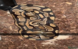 Snake reptiles for sale: Royal Python / Boa  - Image 10