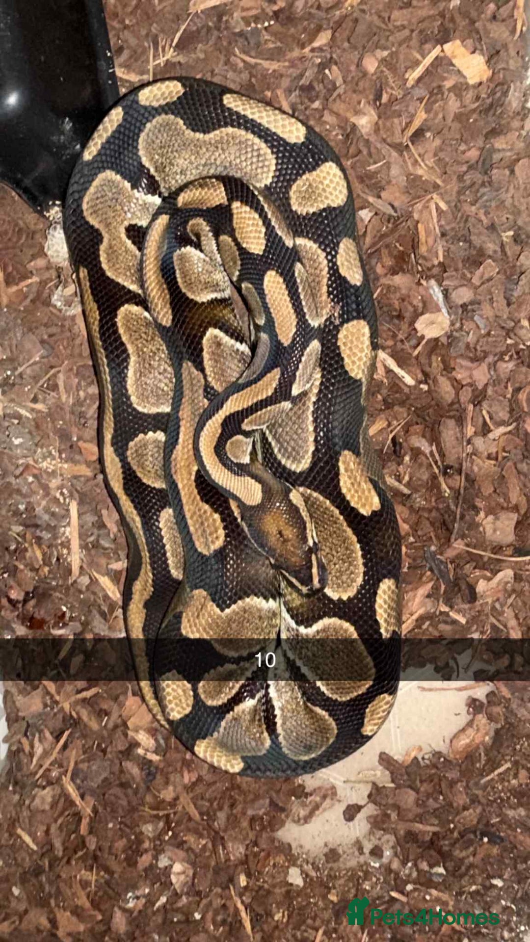 Snake reptiles for sale: Royal Python / Boa  - Image 10