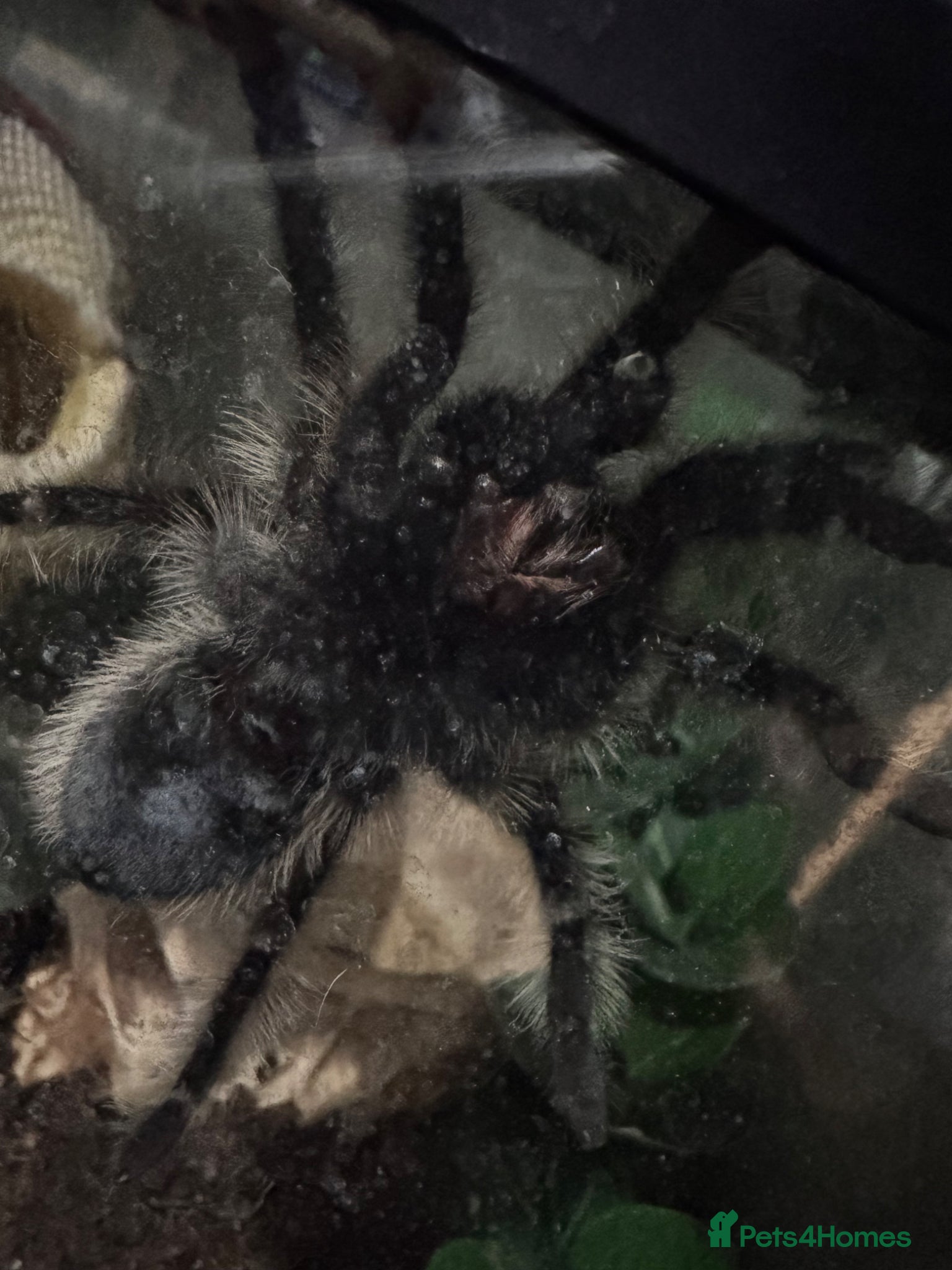 Tarantulas invertebrates for sale: Honduran Curly Hair Tarantula in Derby - Advert 3
