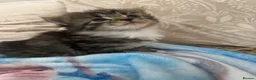 Mixed Breed cats for sale: 5 beautiful kittens for new homes - Advert 12
