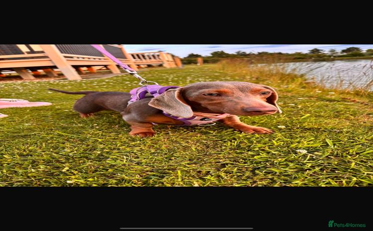 Miniature Dachshund dogs for sale - Advert 1
