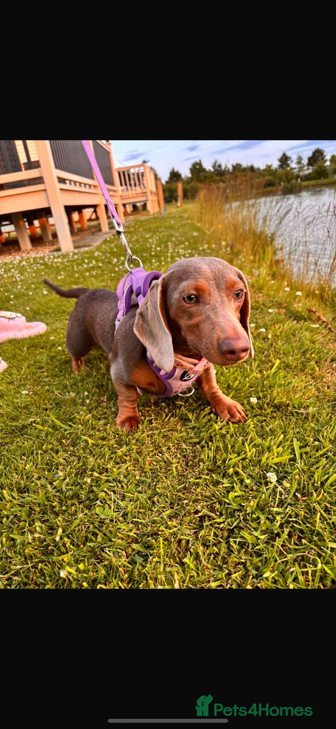 Miniature Dachshund dogs for sale: Female miniature dachshund - Image 1