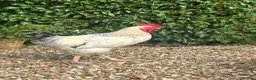 Chickens poultry for sale: White male hybrid  - Advert 3