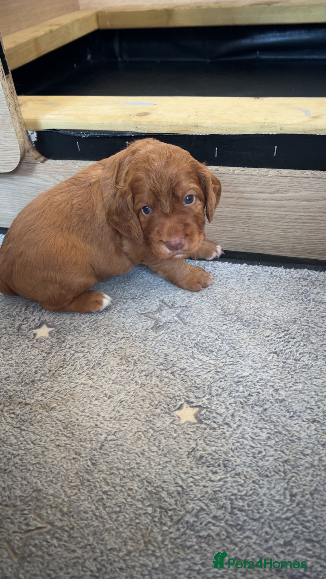 Cocker Spaniel dogs for sale: Working Cocker Spaniels  - Image 7
