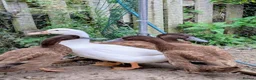 Chickens poultry for sale: Ducks! FREE to good home - Advert 2