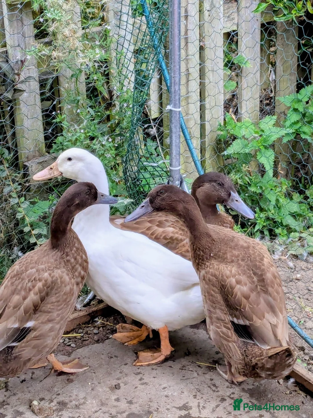 Chickens poultry for sale: Ducks! FREE to good home - Advert 2