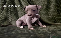 Whippet dogs for sale: Beautiful Whippet puppies for sale!  - Image 4