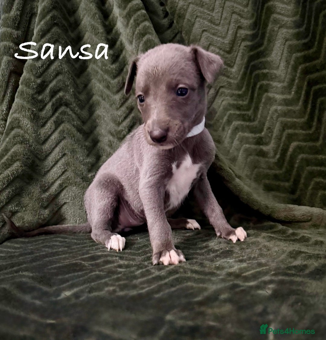 Whippet dogs for sale: Beautiful Whippet puppies for sale!  - Image 4