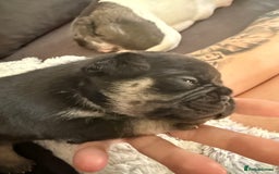 Frug dogs for sale: Puppies  - Image 16