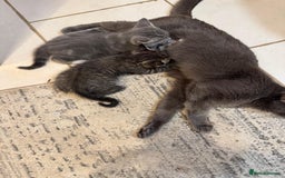 British Shorthair cats for sale: Beautiful cats  - Image 2