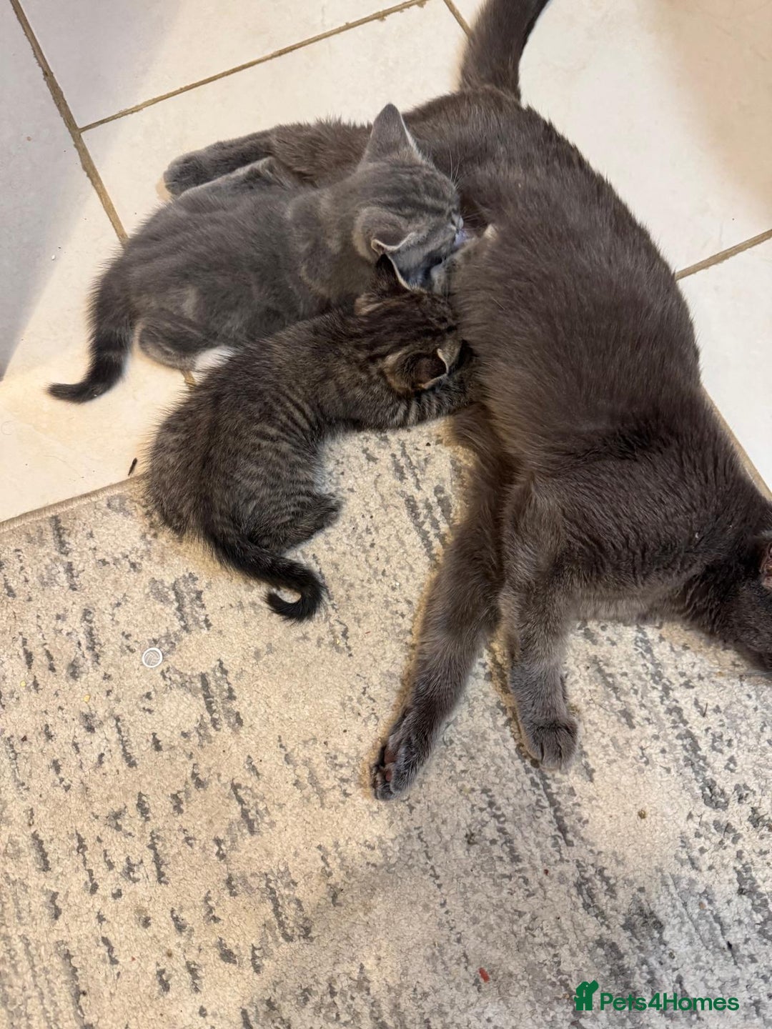 British Shorthair cats for sale: Beautiful cats  - Image 2