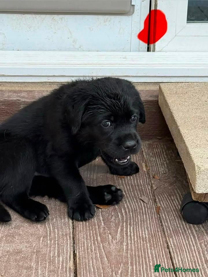 Labrador Retriever dogs for sale: Looking for a Loving Forever Home for Our Boy Obi - Advert 19
