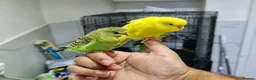 Budgerigars birds for sale: Silly hand tamed budgies  - Advert 5