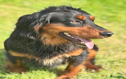 Cocker Spaniel dogs for stud: KC registered Champion bred working cocker  in Middlewich - Image 1