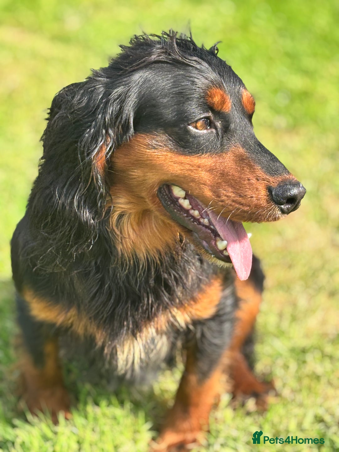 Cocker Spaniel dogs for stud: KC registered Champion bred working cocker  in Middlewich - Image 1