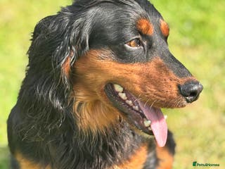 Cocker Spaniel dogs KC registered Champion bred working cocker in Middlewich - Advert 22