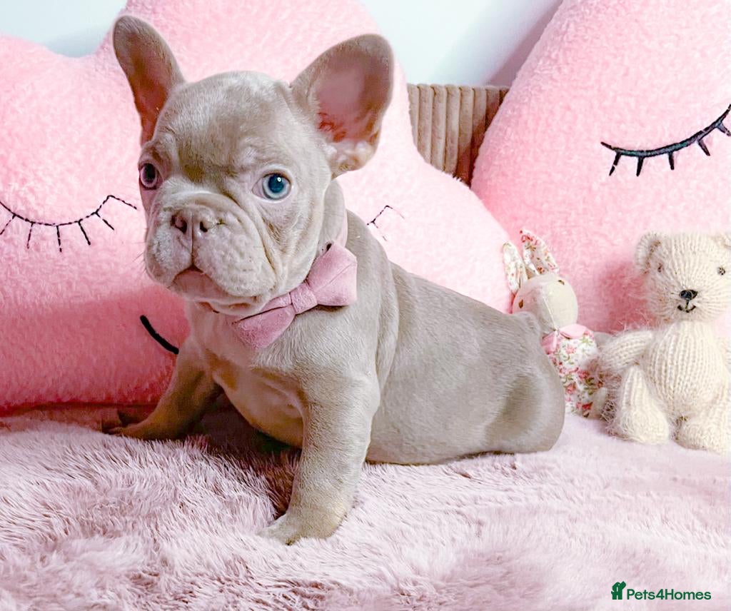 French Bulldog dogs 🧸LILAC PUPPIES🧸 - Advert 6
