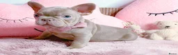 French Bulldog dogs for sale: 🧸LILAC PUPPIES🧸 - Advert 3