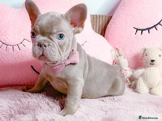 French Bulldog dogs 🧸LILAC PUPPIES🧸 - Advert 6