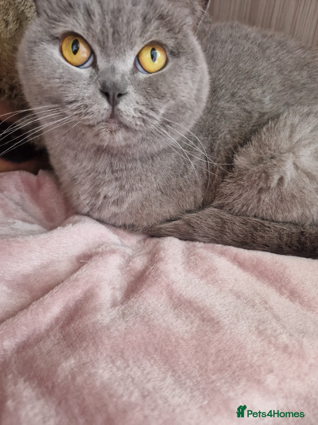 British Shorthair cats for sale: British Shorthair Girl  - Advert 1