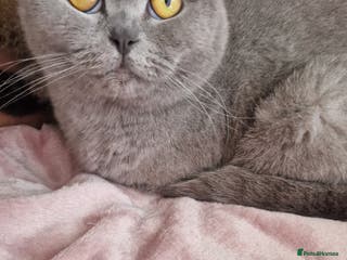 British Shorthair cats British Shorthair Girl - Advert 5