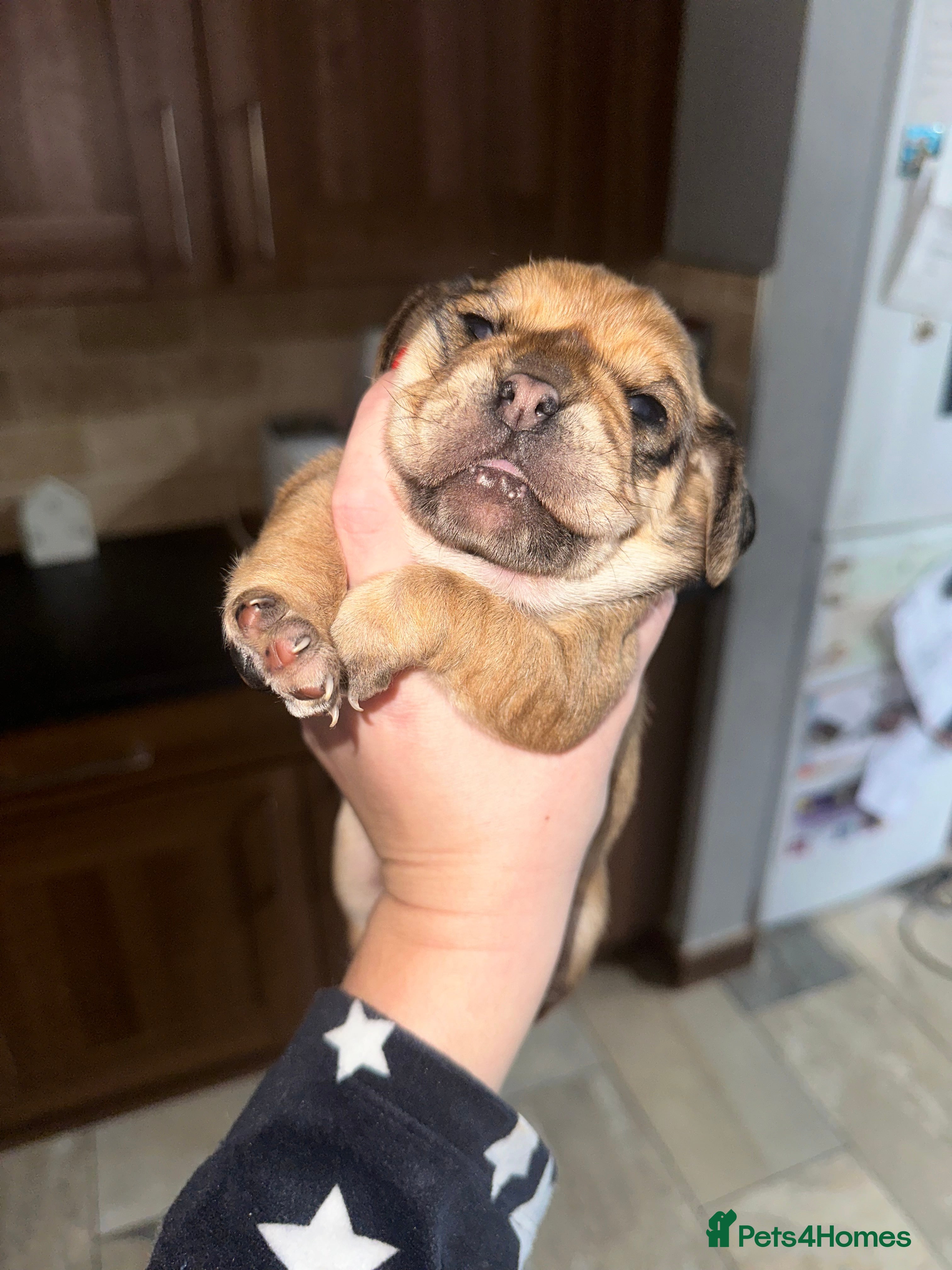 Mixed Breed dogs COCKERPUG - GIRL 🩷 - Advert 1