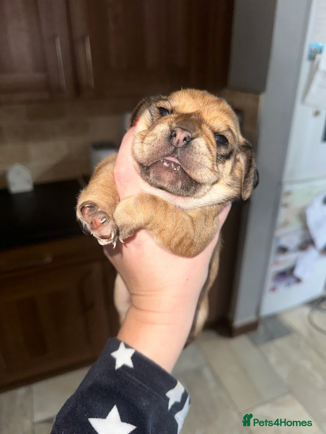 Mixed Breed dogs for sale: COCKERPUG - GIRL 🩷 - Advert 1