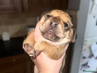 Mixed Breed dogs COCKERPUG - GIRL 🩷 - Advert 2