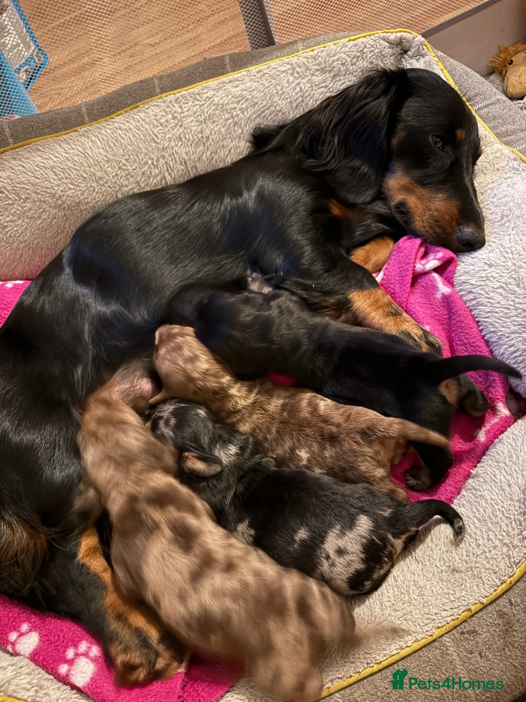 Miniature Dachshund dogs for sale: 3 gorgeous boys available💙💙💙 - Advert 1