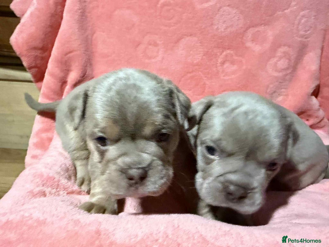 Olde English Bulldogge dogs for sale: The best Old English Bulldogge  - Advert 12