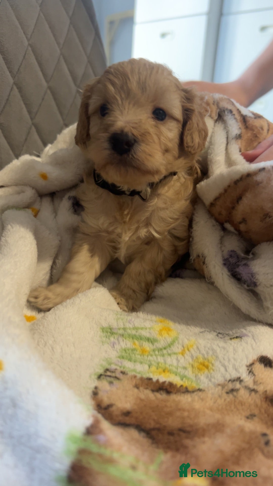 Cockapoo dogs Gorgeous Toy cockapoo puppies one boy left  - Advert 2