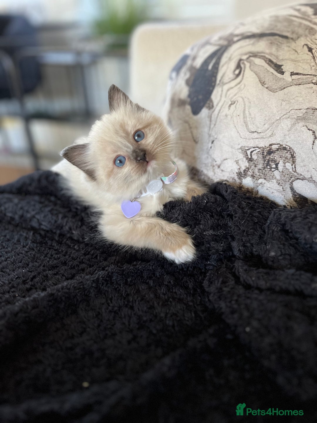 Ragdoll cats for sale: Ragdoll female ready 21 Dec - Advert 1