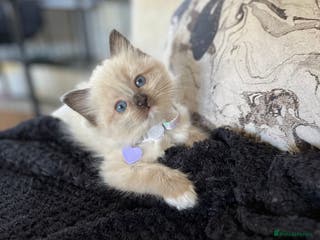 Ragdoll cats Ragdoll female ready 21 Dec - Advert 11