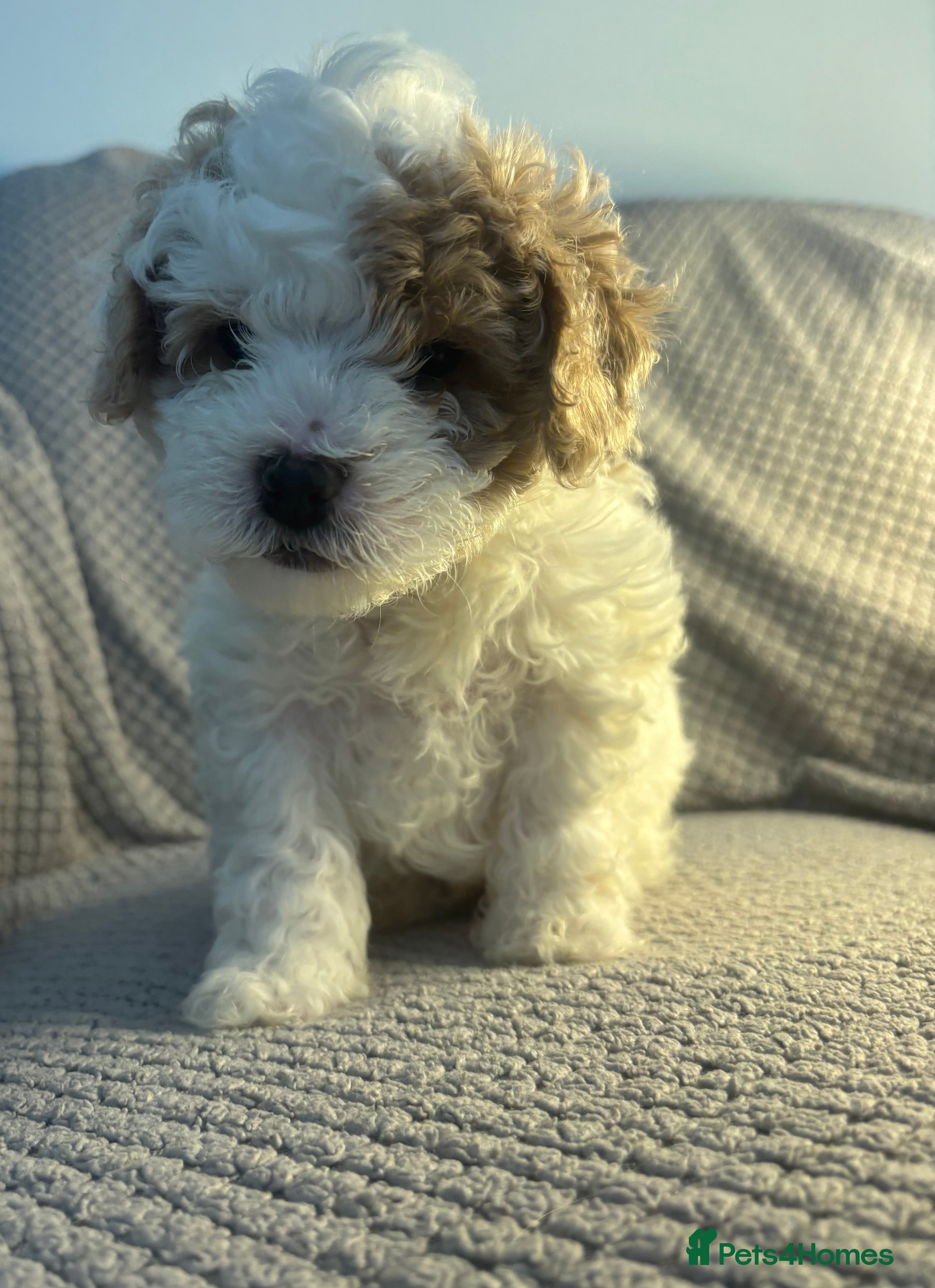 Maltipoo dogs MALTIPOO PUPPIES - Advert 1