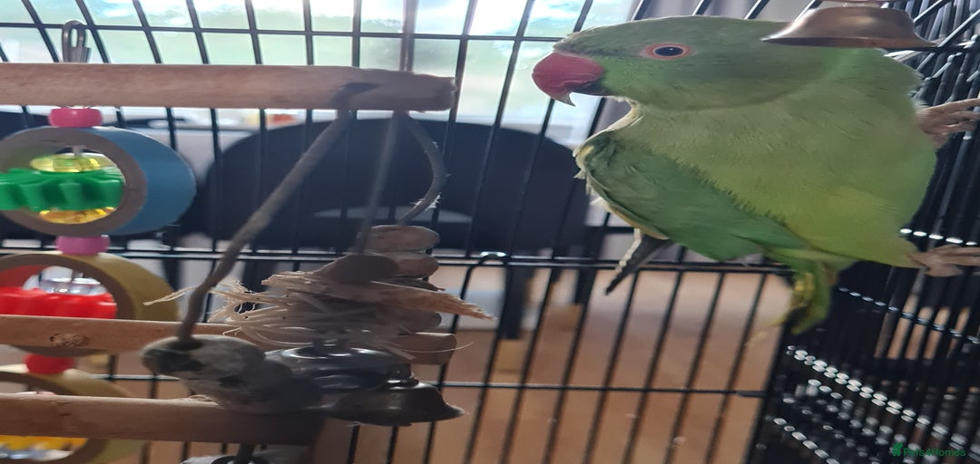 Gallery Image {{count}}