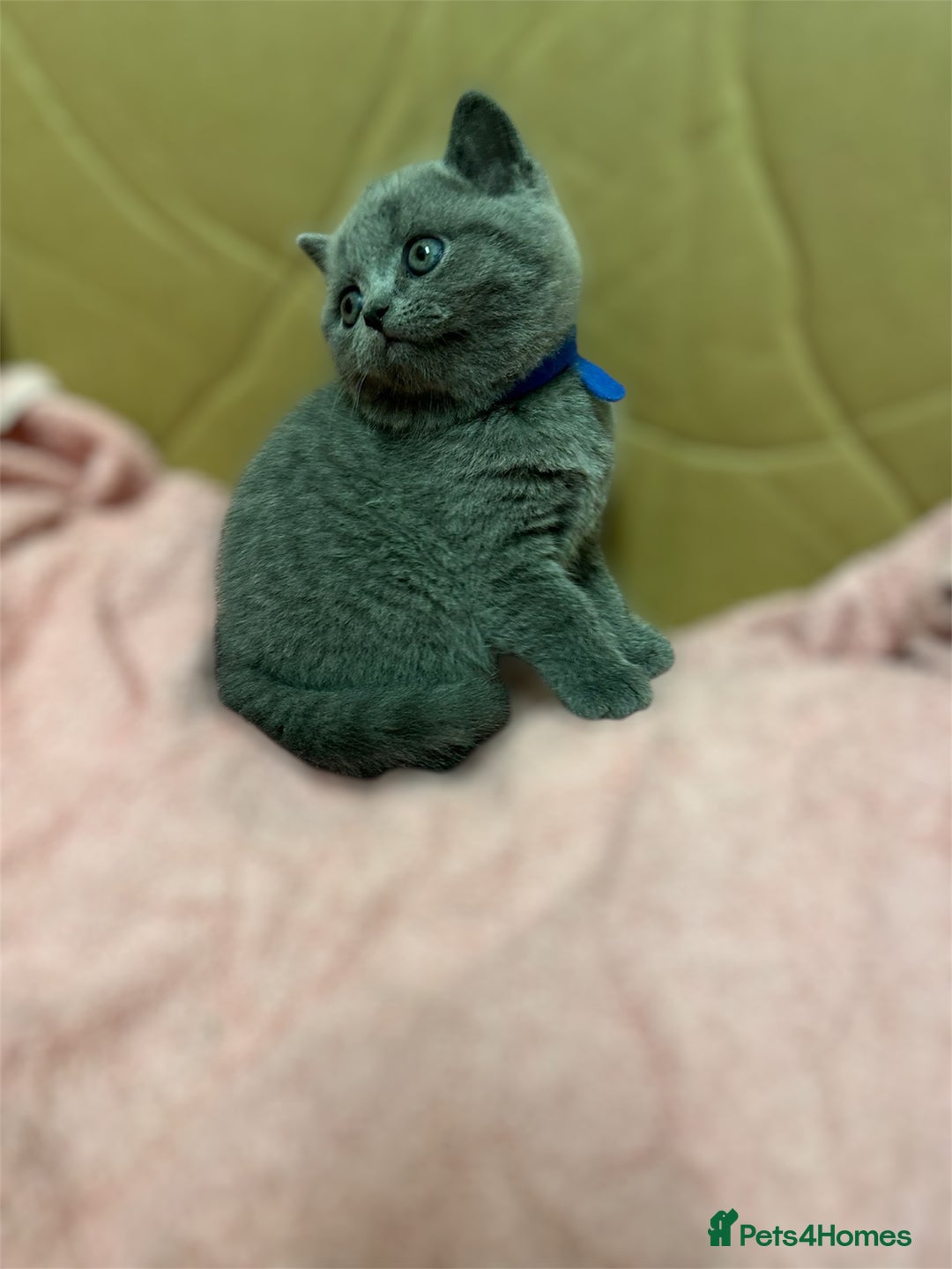British Shorthair cats for sale: British Short Hair- Adorable kittens! - Advert 8