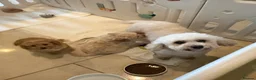Cavapoochon dogs for sale: Toy Cavapoo-chon Puppies (TOY CAVAPOOCHON) - Advert 5
