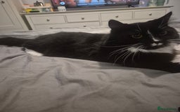 Mixed Breed cats for sale: Oero and dodger - Image 1