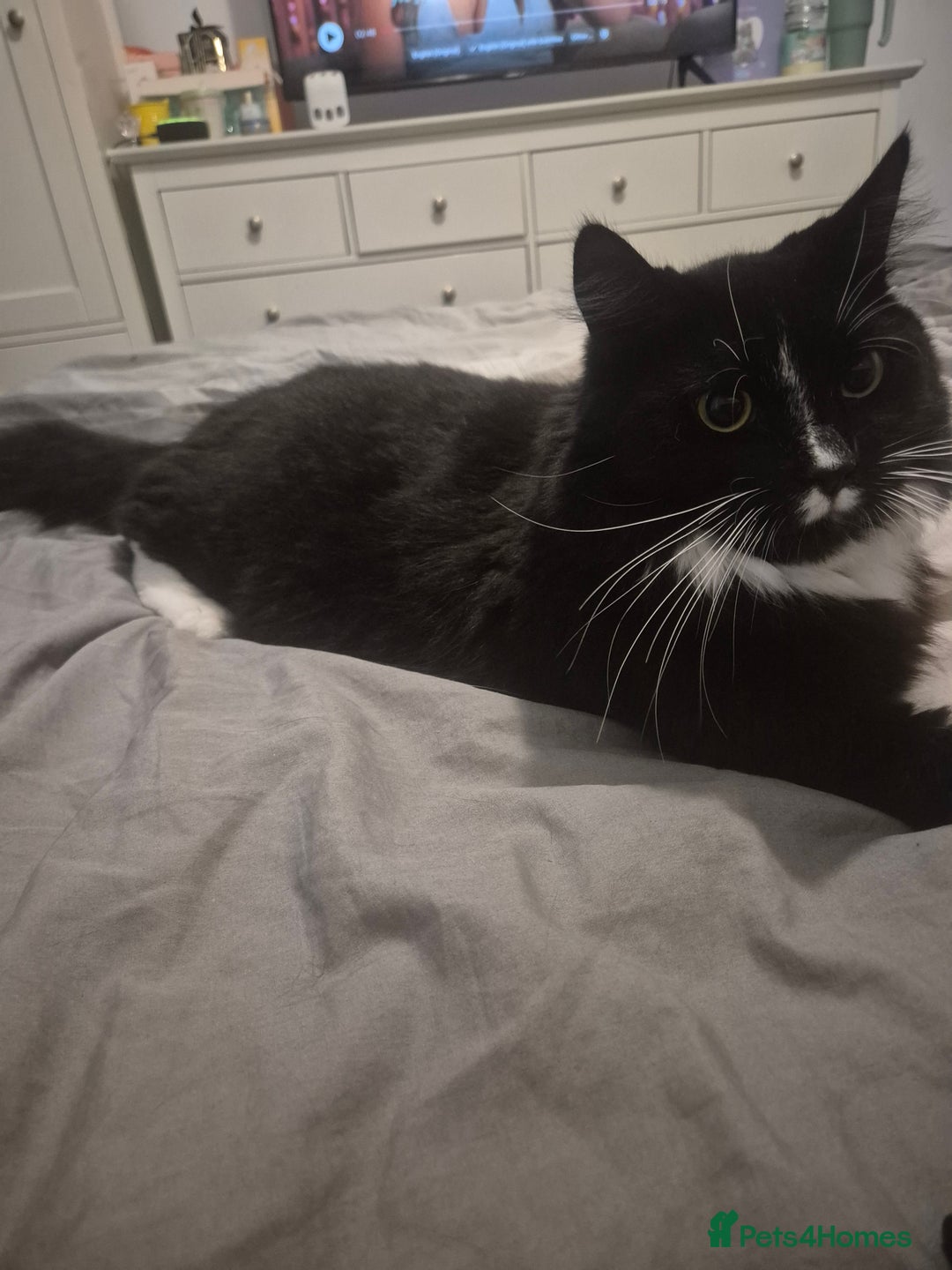 Mixed Breed cats for sale: Oero and dodger - Image 1