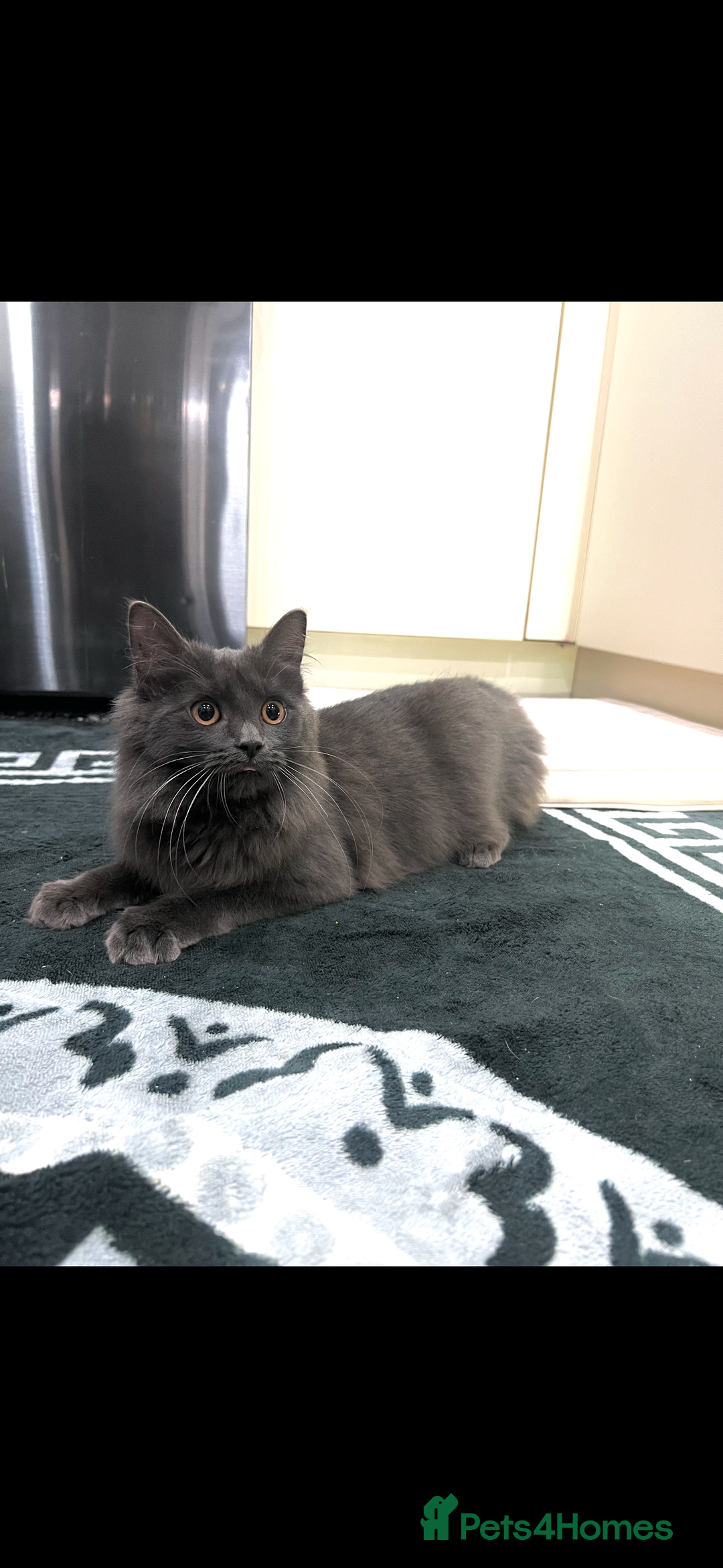 American Shorthair cats for sale: Beautiful American shorthair kitten - Advert 3